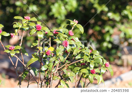 銀杏的芽 20485398