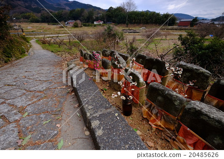 李子盛開的山附近的道路上的地藏（奈良，天理） 20485626