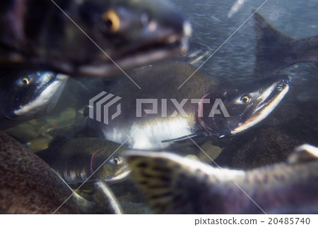 達到調色板質量 達到調色板質量 20485740