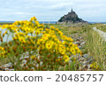 黃色的花朵和聖米歇爾山 黃色的花朵和聖米歇爾山 20485757
