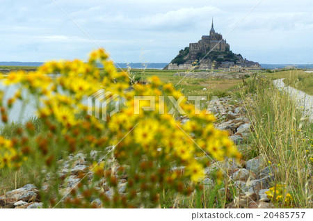 黃色的花朵和聖米歇爾山 20485757