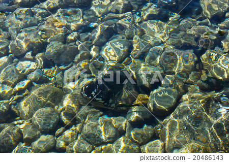 rocks under the water on the ocean rocks under the water on the ocean 20486143