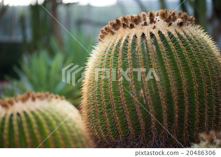 Cactus 1 Cactus 1 20486306