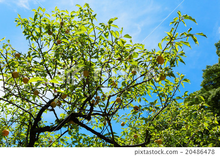 小石川後樂園的新鮮的綠色和李子森林 20486478