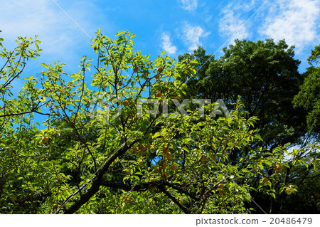 小石川後樂園的新鮮的綠色和李子森林 20486479