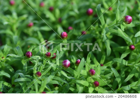 Bud bean paste Bud bean paste 20486608