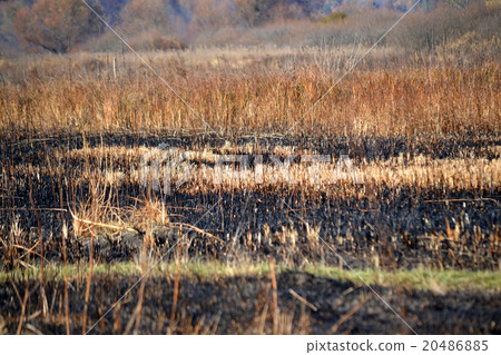 Stems of dry grass on the scorched field Stems of dry grass on the scorched field 20486885