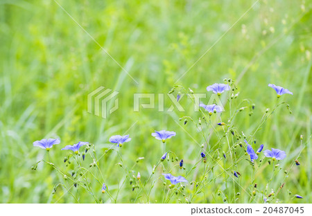blue flowers 20487045