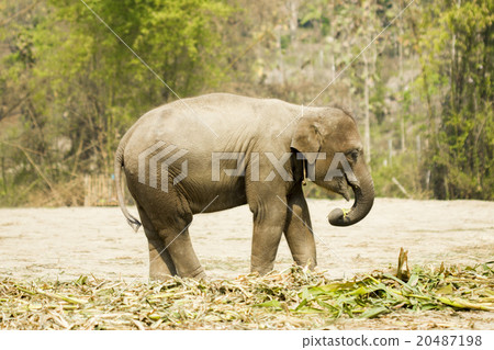 Baby elephant standing isolated  20487198