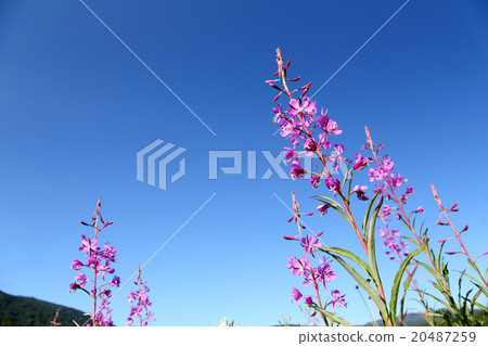 Yanagiran Yanagiran 20487259