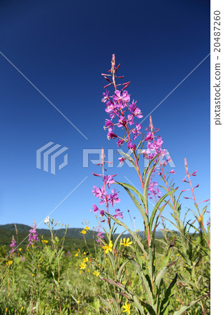 Yanagiran Yanagiran 20487260