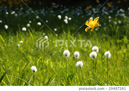 Nikkokishge 20487261