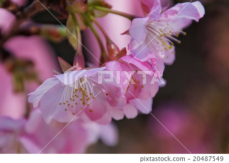 河津櫻花 20487549