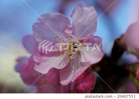 河津櫻花 河津櫻花 20487551