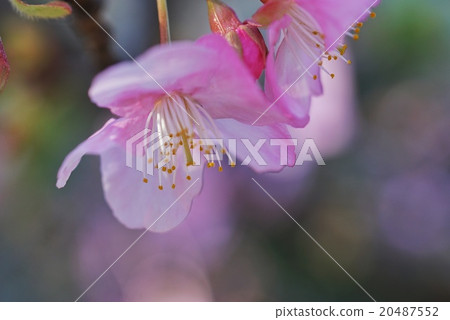 河津櫻花 河津櫻花 20487552