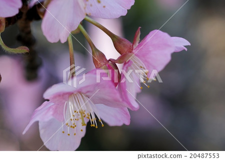 河津櫻花 河津櫻花 20487553