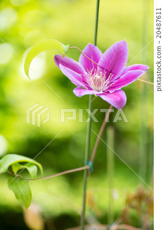 One spring telescopic blooming flower clematis Clematis One spring telescopic blooming flower clematis Clematis 20487611