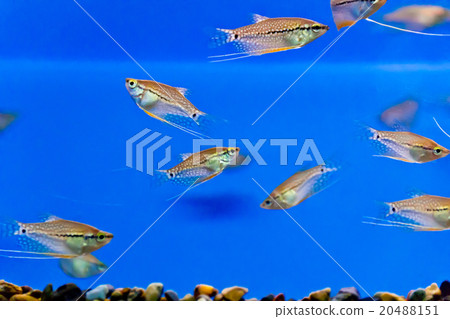 Aquarium fish Aquarium fish 20488151