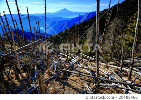 Oku Chichibu，Mt. Sands和Mt. Fuji倒下的樹木 20488460