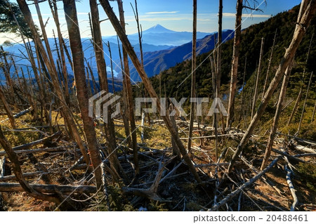 Oku Chichibu，Mt. Sands和Mt. Fuji倒下的樹木 20488461