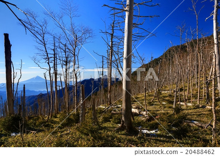 Oku Chichibu·Kusugi山和富士山的死樹 20488462