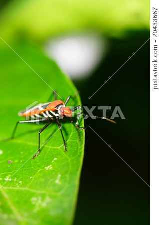 Cotton stainer bugs 20488667