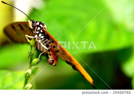 Butterflies on Coney Island, Singapore 20488768