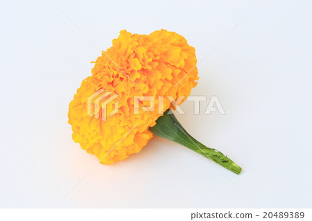 Orchid flower 20489389