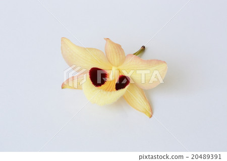 Orchid flower 20489391