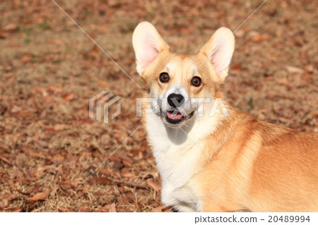 什麼！ ？ 20489994