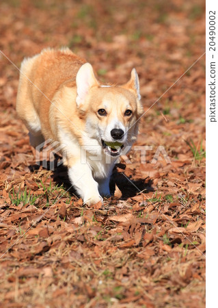 知道了♪ 知道了♪ 20490002