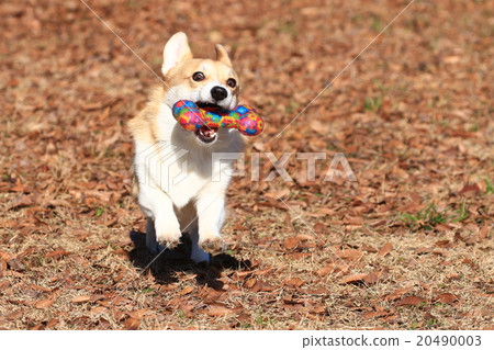 I got it♪ 20490003