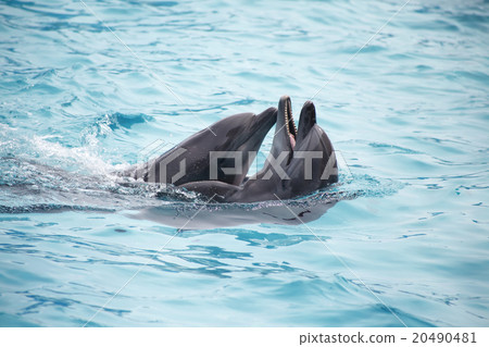 cute dolphins during a speech at the dolphinarium 20490481