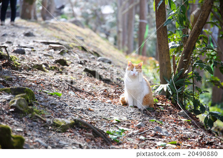 一隻貓 20490880