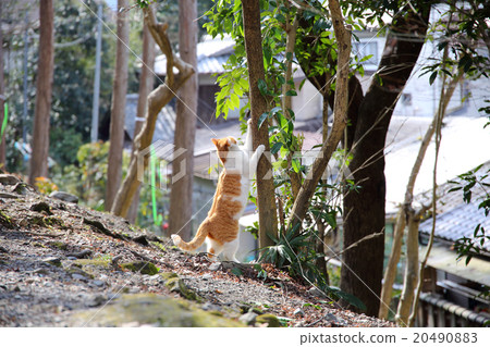 一隻貓 20490883