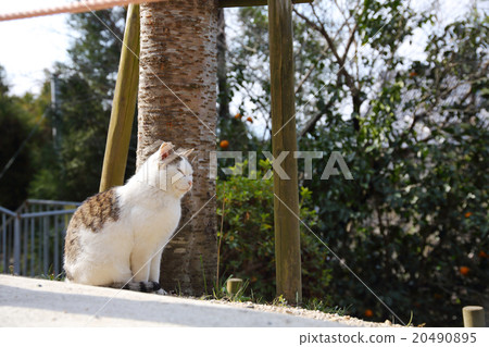 一隻貓 20490895