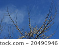 Plum blossom  20490946