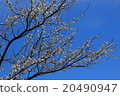 Plum blossom  20490947