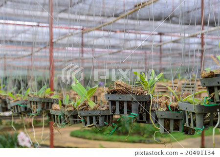 Orchid plants in a nursery 20491134