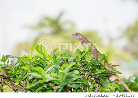 Lizard on tree tops and blurred background. 20491158