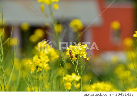 強姦開花 強姦開花 20491432