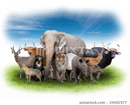 group of asia animals 20492977