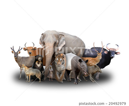 group of asia animals 20492979