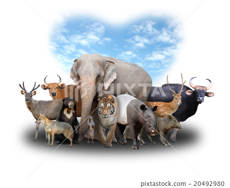 group of asia animals 20492980