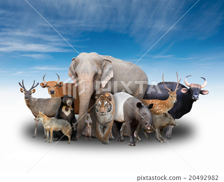 group of asia animals 20492982