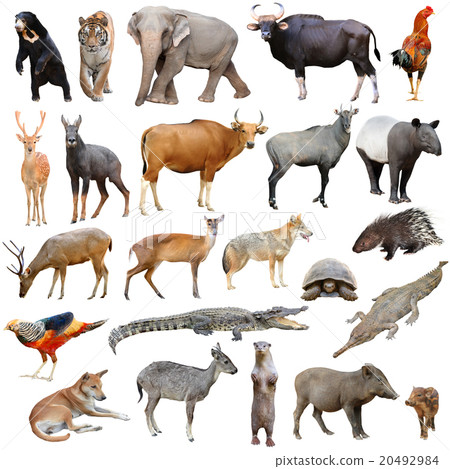 asia animals isolated 20492984