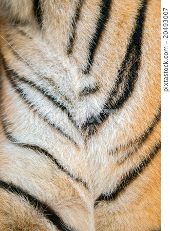 bengal tiger fur bengal tiger fur 20493007