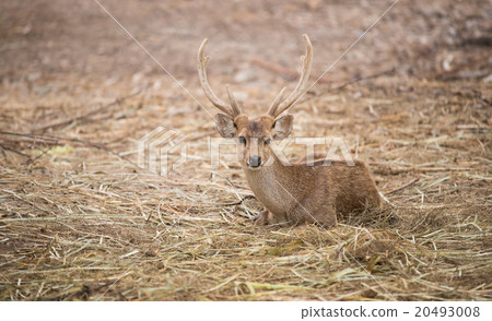male hog deer male hog deer 20493008