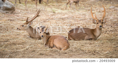 male hog deer male hog deer 20493009