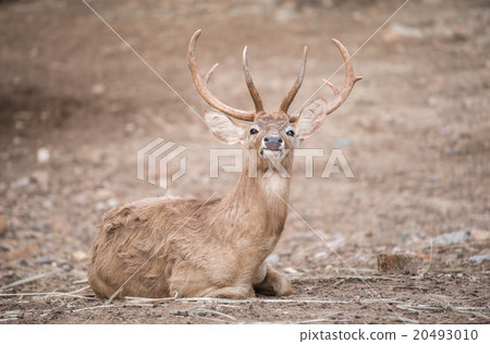 male eld deer male eld deer 20493010